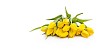 Bouquet of yellow tulips on a white background