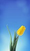 Yellow tulip on a blue background