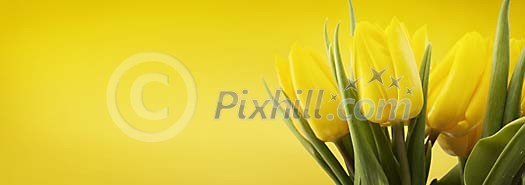 Yellow tulips on a yellow background Yellow tulips on a yellow background