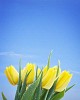 Wet yellow tulips on the sky background