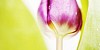 Water drops on a violet tulip