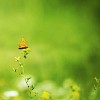 Butterfly on the flower