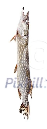 Isolated northern pike Isolated northern pike