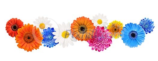 Isolated blossoms of flowers in a row Isolated blossoms of flowers in a row