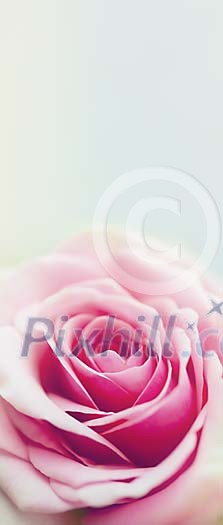 Background of a single pink rose Background of a single pink rose
