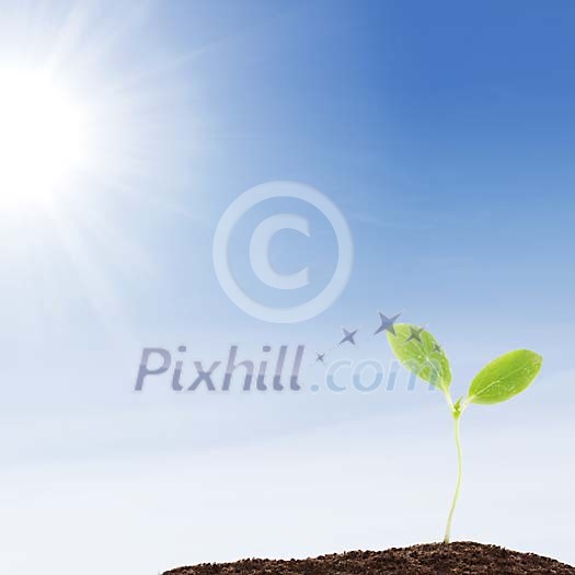 Growing plant in a sunlight Growing plant in a sunlight
