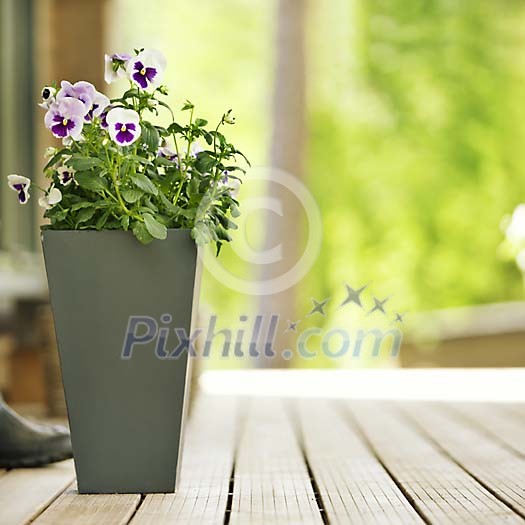 Pretty flowers growing on the porch