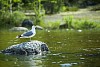 Seagull standing on a stone