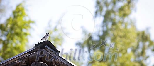 White wagtail resting on the roof White wagtail resting on the roof