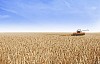 Harvester on a big rye field