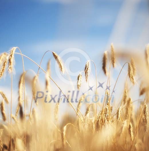 Sun shining over the rye field