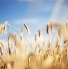 Sun shining over the rye field