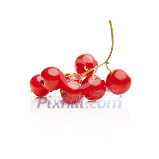 Isolated redcurrant berries