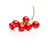 Isolated redcurrant berries