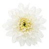 Isolated white flower