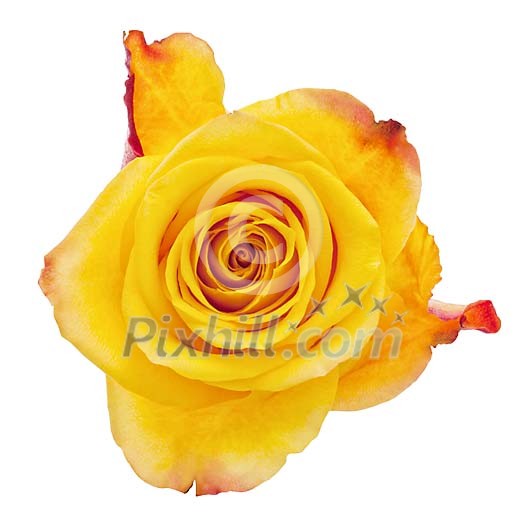 Isolated orange rose Isolated orange rose