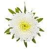 Isolated white aster