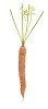 Isolated fresh carrot