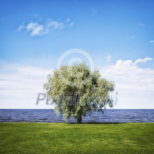 Tree growing by the water Tree growing by the water