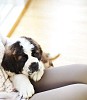 Cute and tired puppy