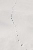 Animal trail on the snow