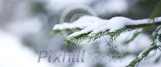 Snow on the green spruce branch Snow on the green spruce branch