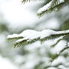 Snow on the green spruce branch