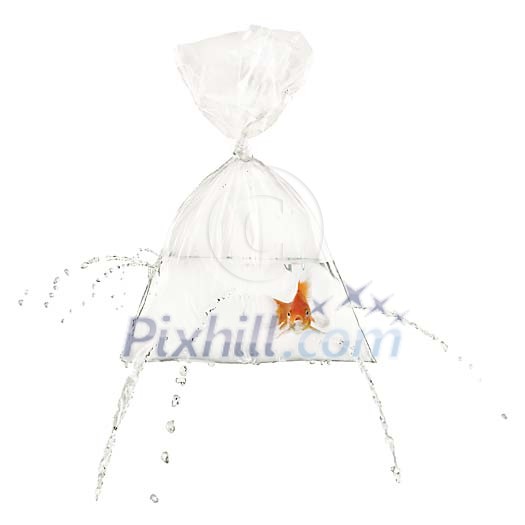 Goldfish swimming in a leaking bag Goldfish swimming in a leaking bag