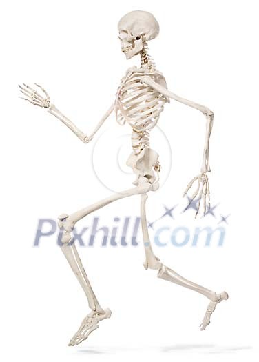 Isolated skeleton running Isolated skeleton running