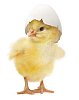 Chick with a eggshell hat