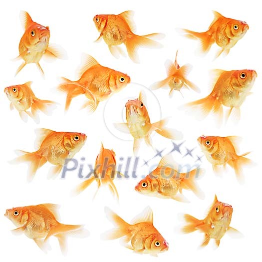 Isolated goldfish