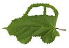 Car symbol made from green leaf
