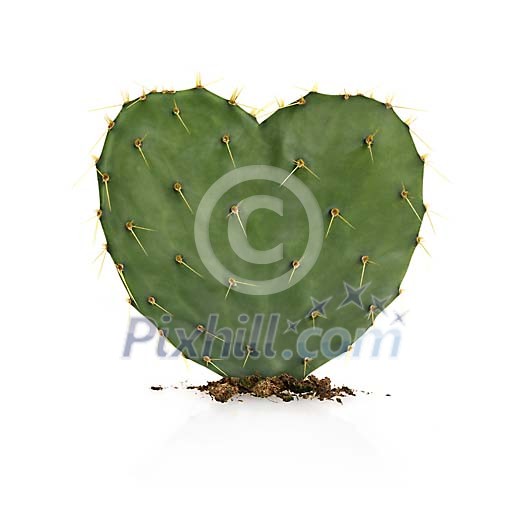 Heart shaped cactus in white space Heart shaped cactus in white space