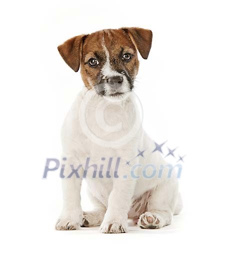Jack Russell puppy sitting and staring at camera Jack Russell puppy sitting and staring at camera