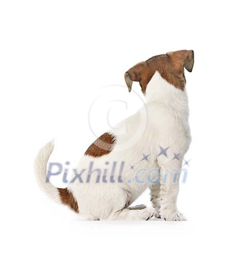 Jack Russell puppy waiting for something Jack Russell puppy waiting for something