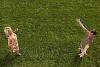 Young woman running towards young man on lawn
