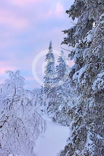 Firs covered by snow Firs covered by snow