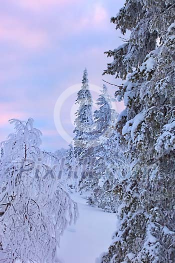 Firs covered by snow