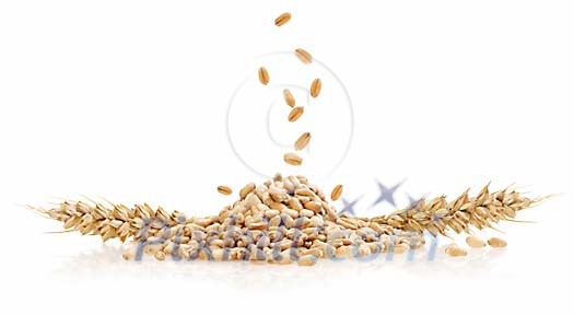 Falling wheat seeds on white Falling wheat seeds on white
