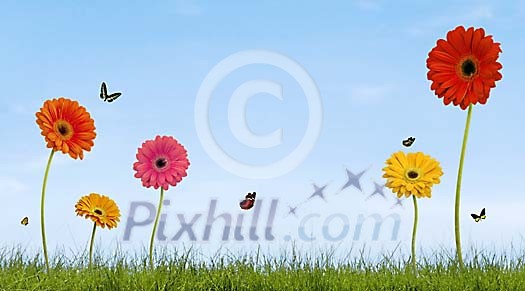 Colourfull gerberas and butterflies on grass Colourfull gerberas and butterflies on grass