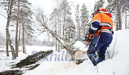 Lumberjack at work