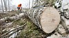 Man measuring log