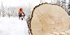 Man working as a lumberjack