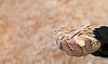 Man holding woodchips