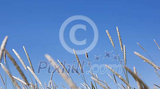 Close-up of hays against blue sky Close-up of hays against blue sky