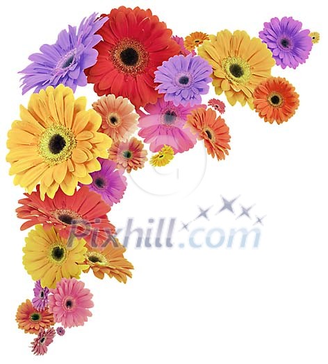 Clipped flower corner of flying gerberas