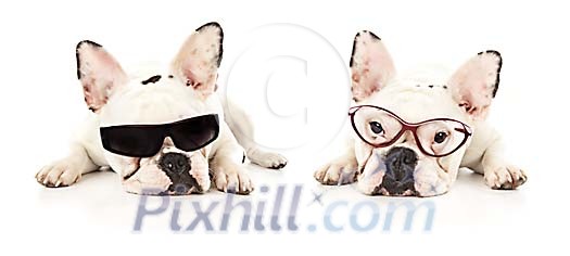 French bulldogs with glasses French bulldogs with glasses