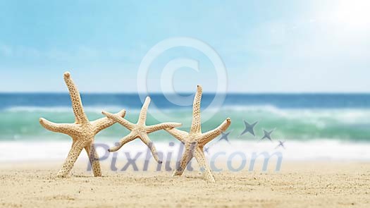 Seastar family on the beach Seastar family on the beach