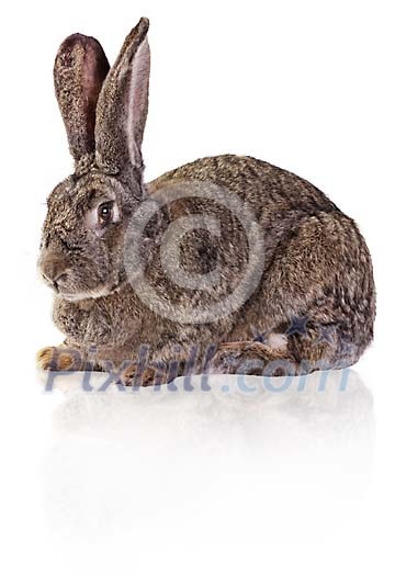 Clipped brown rabbit Clipped brown rabbit