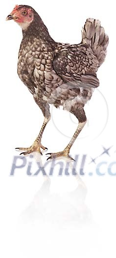 Clipped chicken Clipped chicken